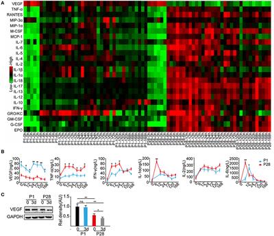 Effect of VEGF on Inflammatory Regulation, Neural Survival, and Functional Improvement in Rats following a Complete <mark class="highlighted">Spinal Cord Transection</mark>